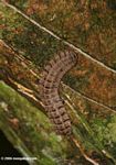 Brown millipede (Polydesmidae family) on the trunk of a canopy tree.  Identification by Alexander Gostner.