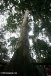 Giant ceiba tree which serves at the base for climbing into the canopy