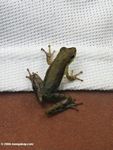 Dendrpsophus cf microcephala frog [co04-0933a]
