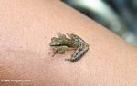Dendrpsophus cf microcephala tree frog [co04-0935a]