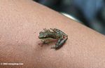 Dendrpsophus cf microcephala frog [co04-0936a]