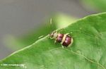 Brown and green Leaf Beetle, family Chrysomelidae