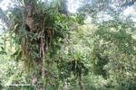 Bromeliads in the rainforest canopy