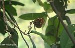 Butterfly high in the rainforest canopy of the Amazon