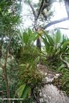 Bromeliads in the Amazon forest canopy
