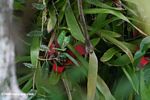 Bromeliads (Neoregelia carolinae) in the Amazon rain forest canopy