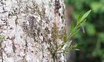 Camouflaged grey anolis lizard high in the forest canopy of the Amazon