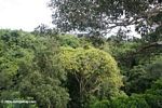 Amazon rainforest canopy as seen at eye level