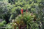 Red flowers of a bromeliad in the Amazon rainforest canopy
