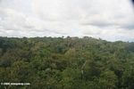 Amazon rainforest canopy [co04-1020]