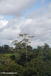Emergent tree rising above the Amazon rainforest canopy