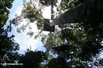 Canopy platform in the Amazon rainforest