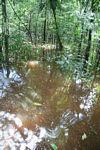 Amazon swamp forest