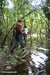 Hiking in the flooded Amazon swamp forest