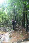 Slogging through a swamp in the Amazon rainforest