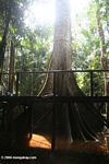 Canopy access platform in the flooded swamp forest of the Colombian Amazon