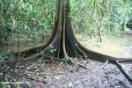 Buttress roots in the Amazon swamp forest
