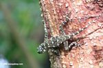 Plica plica or Plica umbra lizard on a tree trunk.  Identification by Alexander Gostner.