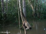 Young male woolly monkey