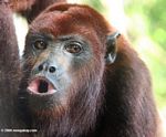 Red howler monkey howling