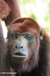 Red howler monkey at a rehabilitation center