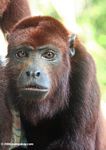 Red howler monkey [co04-1122]