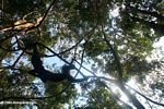 Two young male woolly monkeys at play