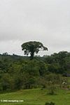 Emergent canopy tree in the Amazon rainforest