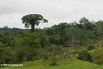 Emergent canopy tree near a cattle pasture in the Amazon