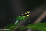 Green grasshopper with black and bright yellow stripes
