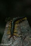 Forest green centipede with yellow legs and dark red antenna - Parotostigmus rex (Peruvian yellow leg centipede)   