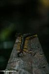 Dark green centipede with yellow legs and dark red antenna - Parotostigmus rex (Peruvian yellow leg centipede)   