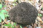 Termite nest