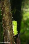 Neon green caterpillar in the Amazon rainforest