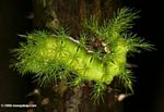 Poisonous Automeris moth caterpillar displaying its neon green but venemous spines