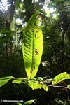 Insect-weary leaf in the rainforest understory