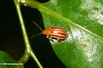 Orange and yellow Leaf Beetle, family Chrysomelidae