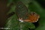Butterfly with transparent wings and false eye-spots (likely Haetera macleannania)