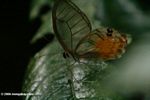 Clear-wing butterfly in the Colombian Amazon