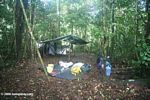 Amazon rainforest camp site set up, with tarp
