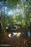 Amazon rainforest camp site set up, with tarp [co05-0742]