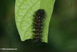 Black caterpillar with orange spots