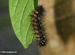 Black caterpillar with orange spots [co05-0759a]