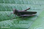 Gray grasshopper (Abracris flavolineata)