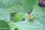 Unknown grasshopper: black head, red antenna, yellow stripes, green legs, red haunches