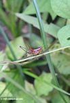 Unknown katydid
