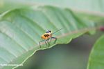 Tangerine insect with black spots