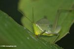 Green grasshopper feeding on a leaf