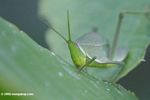 Green grasshopper eating a banana leaf
