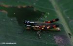 Multi-colored grasshopper